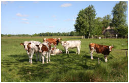 Die Anwohner haben uns die Stelle best�tigt