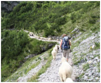 �ber viele Kilometer hatten wir vierbeinige Begleitung